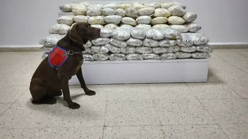 Van’da arazide 60 kilo skunk ele geçirildi
